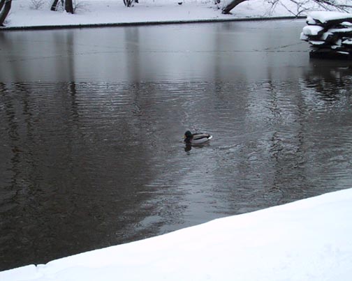 lone duck by rock sculpture